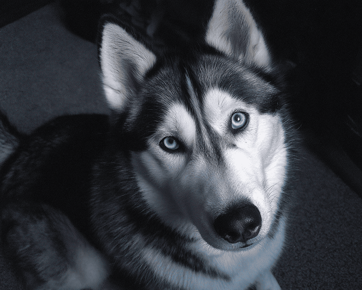 Dog breed quiz