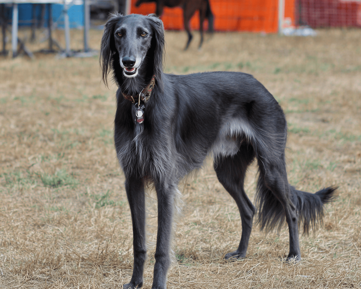 Dog breed quiz